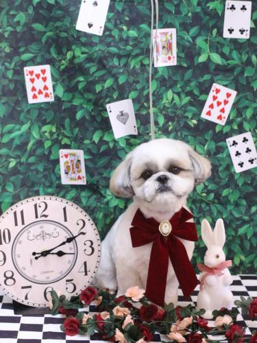 20250406みたらしちゃん